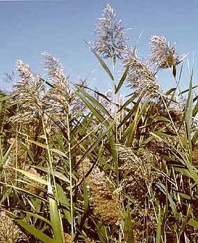 Tall common reed stems carry narrow green leaves and feathery seed heads against a blue sky.